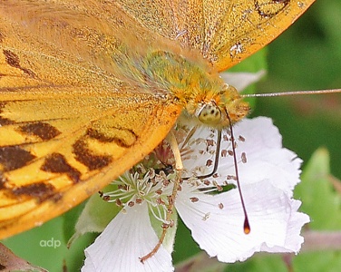 Silver Washed Fritillary, Argynnis paphia, Alan Prowse